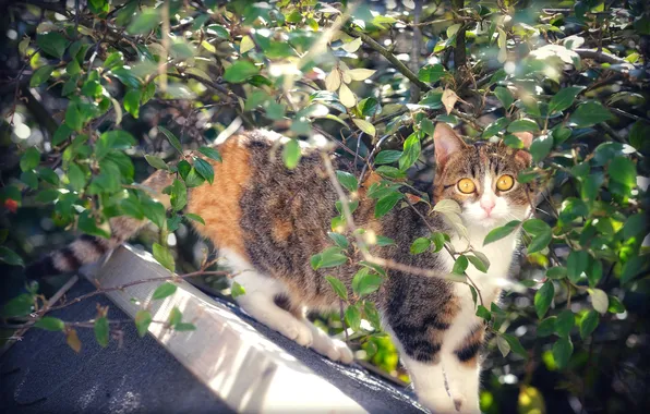 Roof, cat, summer, cat, look, light, branches, pose