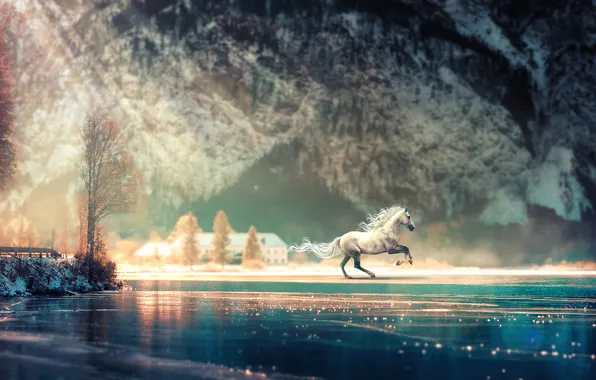 Ice, snow, trees, rock, lake, horse, white, gallop