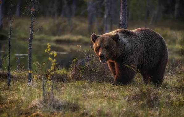 Forest, grass, look, face, trees, bear, mouth, walk