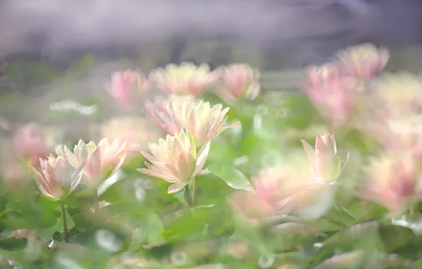 Water, pink, bokeh, Nymphaeum