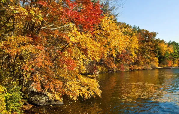 Picture autumn, forest, leaves, the sun, trees, river, stones, yellow
