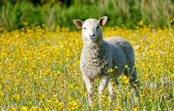 Greens, field, look, face, light, flowers, meadow, lamb