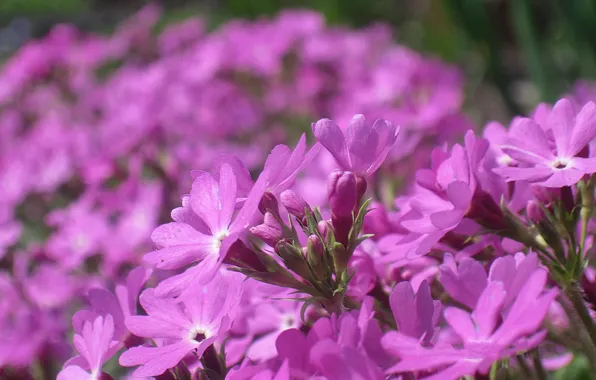 Picture field, summer, light, nature, petals, meadow, flowerbed