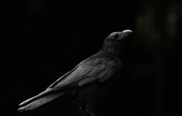 Picture background, bird, beak, Raven