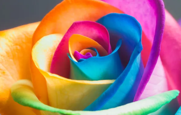 Colored, rose, petals, Bud