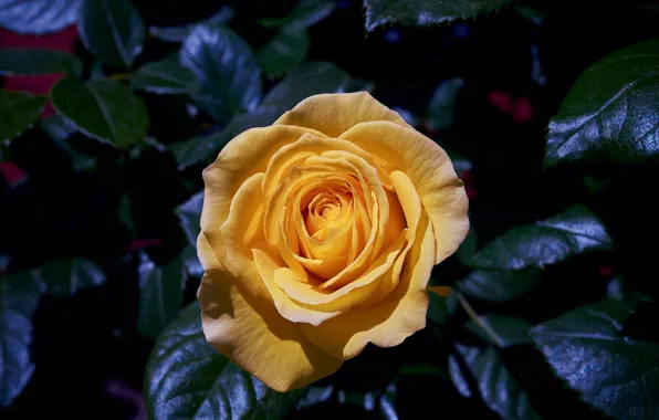 Flower, leaves, light, the dark background, rose, garden, yellow