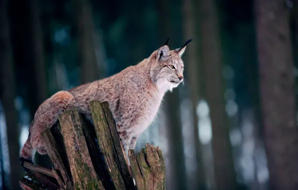 Picture pose, stump, bokeh, lynx, forest