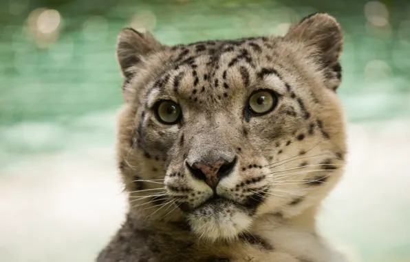 Picture cat, look, face, IRBIS, snow leopard