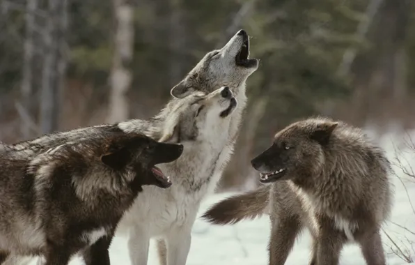Pack, wolves, howl