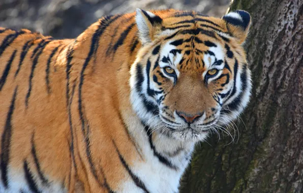 Picture look, face, tiger, background, portrait