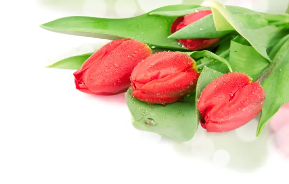 Drops, tulips, Red, Tulip, Closeup