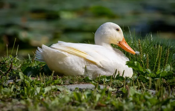 Picture white, grass, bird, shore, duck, lies, pond