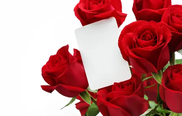 Roses, bouquet, red, Red, Roses, Valentines Day