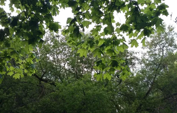 Picture greens, light, trees, branch, spring, maple leaves, the branches of a maple