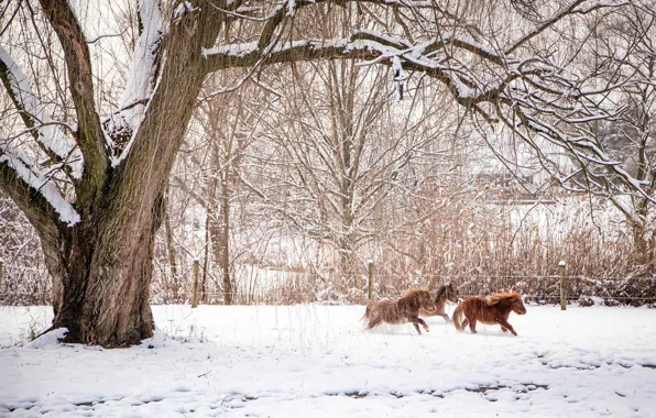 Picture winter, animals, snow, trees, branches, nature, horses, fence