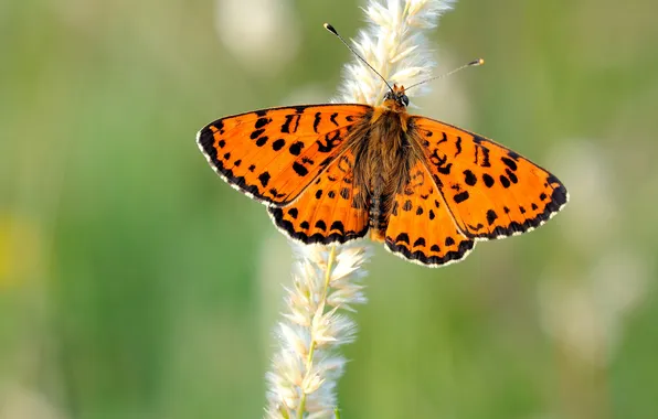 Picture butterfly, wings, stem, antennae