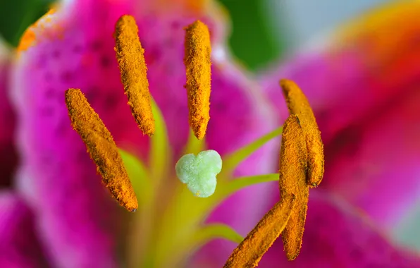 Picture flower, pollen, petals, stamens