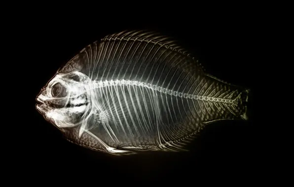 Picture fish, skeleton, x-ray