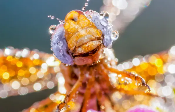 Flower, drops, macro, Rosa, dragonfly