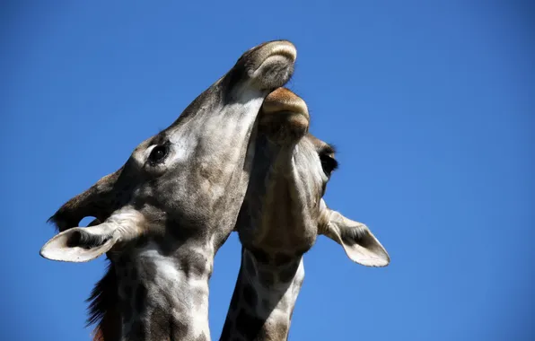 Picture the sky, nature, giraffes