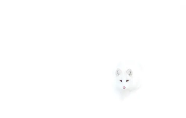 Picture Fox, white, polar, invisible
