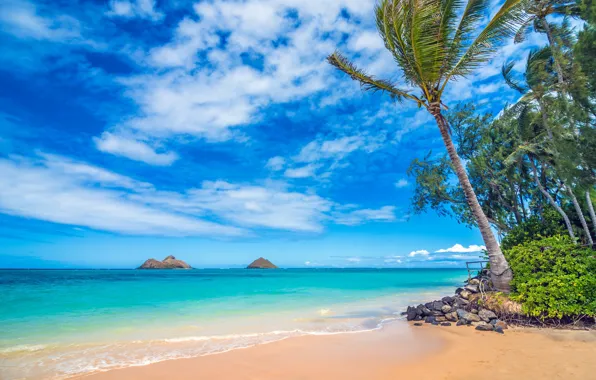 Palm trees, the ocean, coast, Hawaii, Pacific Ocean, Hawaii, The Pacific ocean, Lanikai Beach