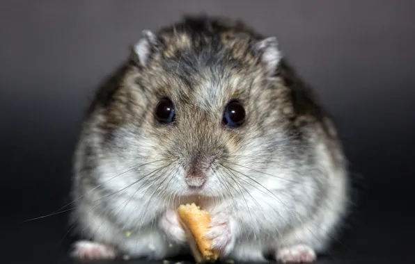 Hamster, animal, rodent