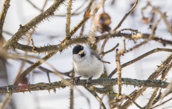Winter, Bush, tit, tit, holds a seed