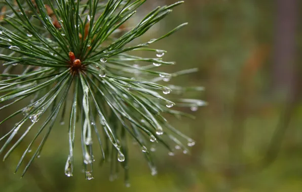 Forest, macro, plant, morning, after the rain, pine