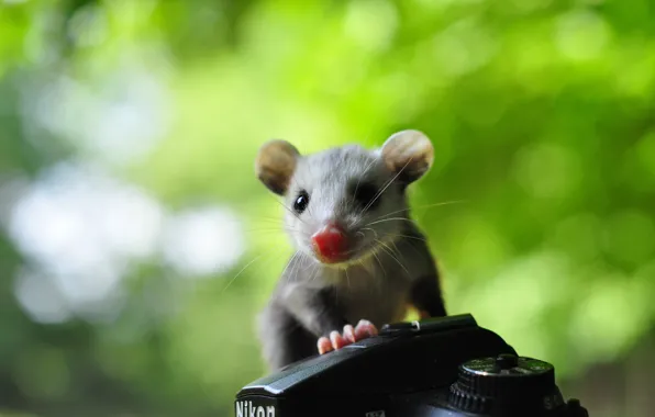 Portrait, muzzle, the camera, animal, claws, cub, green background, possum