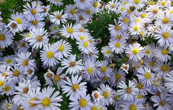 Autumn, chamomile, October, day