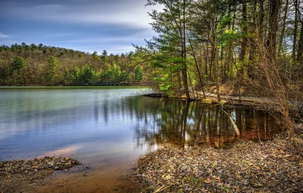 Picture forest, the sky, trees, lake, water surface