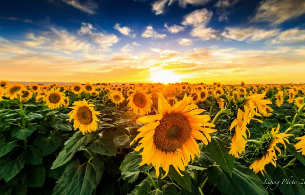 Picture field, sunflowers, landscape, sunset, nature, flowering