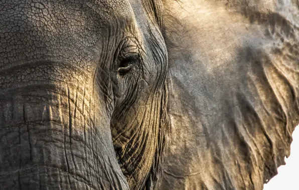 Nature, background, elephant