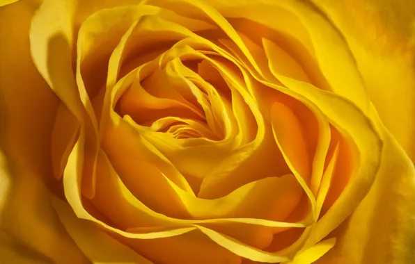 Picture flowers, roses, petals, buds