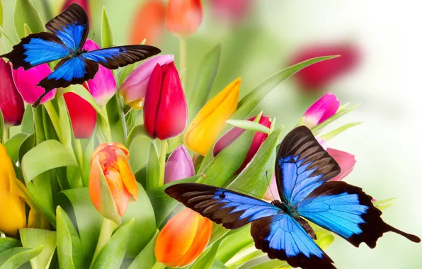 Butterfly, flowers, bright, beauty, petals, tulips, red, red