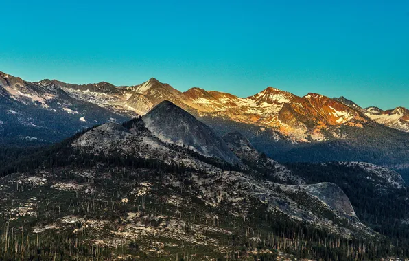 Forest, snow, trees, mountains, tops, rasvet