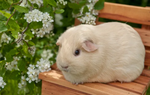 Picture flowers, chair, Guinea pig