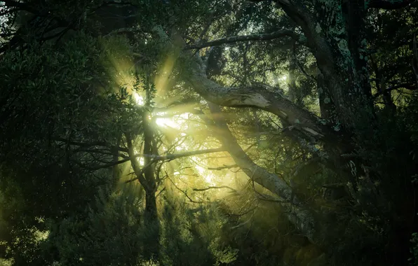 Picture forest, the sun, rays, trees, branches, nature, foliage