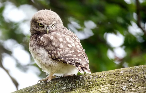 Summer, nature, owl