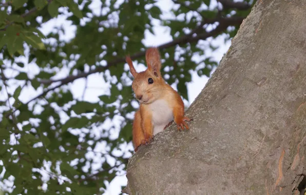 Look, trees, protein