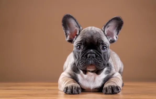 Picture puppy, bulldog, French