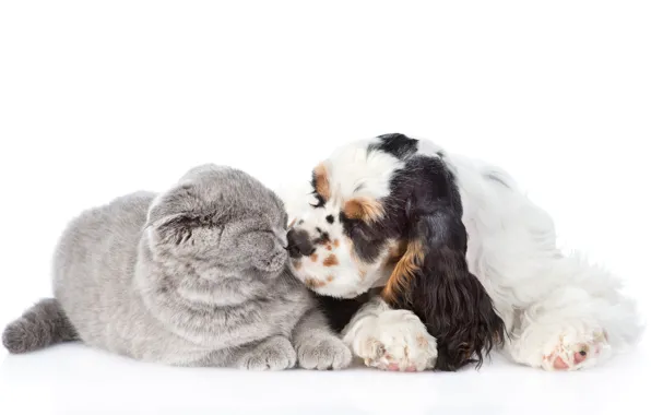 Picture cat, each, sweetheart, kiss, fluffy, Spaniel, dogs, cats