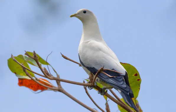 Picture branches, bird, two-colored fruit dove