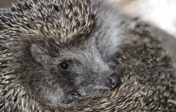 Picture needles, hedgehog, face