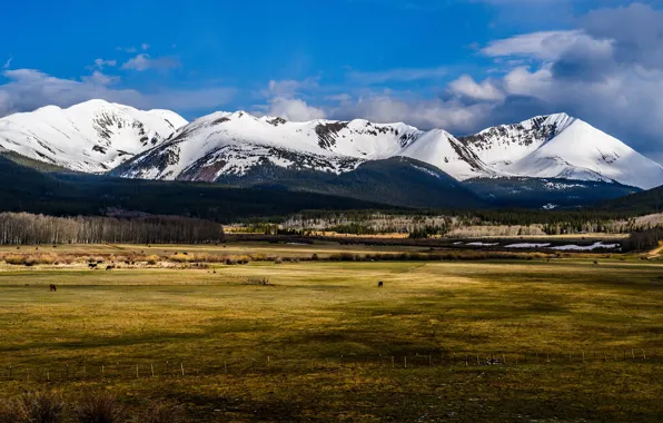 Field, autumn, forest, snow, mountains, the slopes, cows, pasture