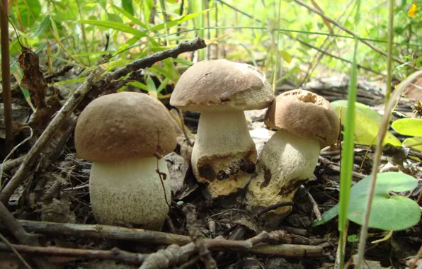 Picture summer, mushrooms, mushrooms