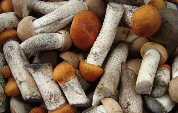Mushrooms, mushrooms, autumn time