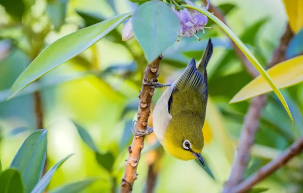Picture branches, bird, Japanese white-eye