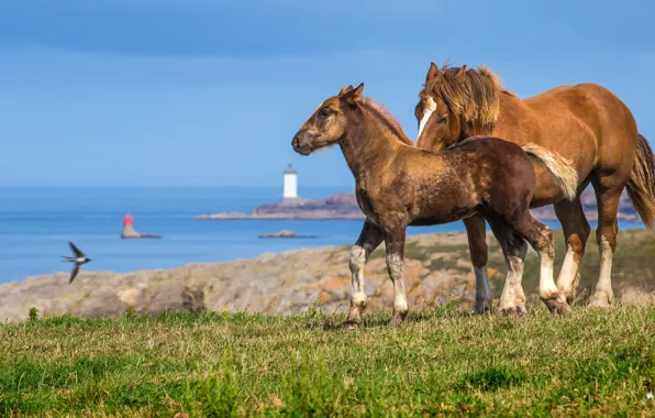 Picture sea, the sky, grass, nature, horse, blue, bird, shore